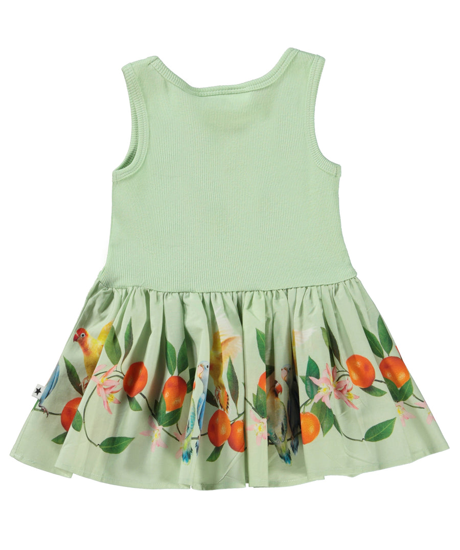 MOLO  Sweet Parakeet Cordelia Dress 4S23E113